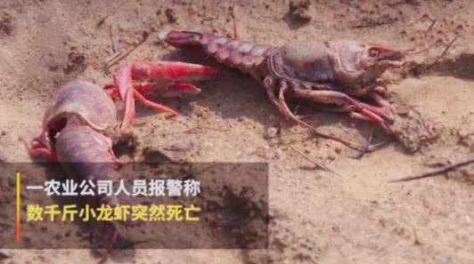 如何通過互聯網加強品牌管理-熊孩子毒死小龍蝦事件之我見